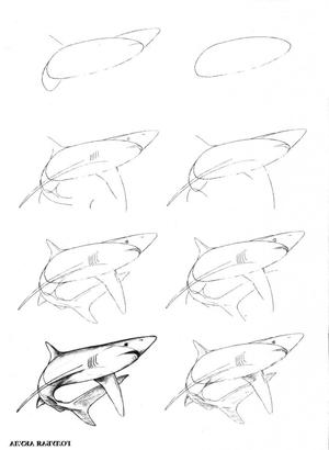 Рисуем обычную акулу поэтапно