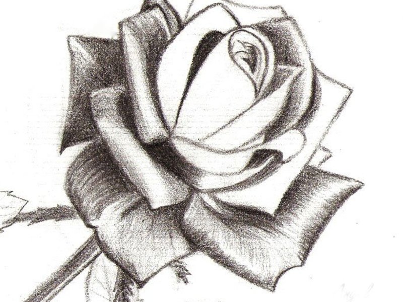 Цветок розы карандашами