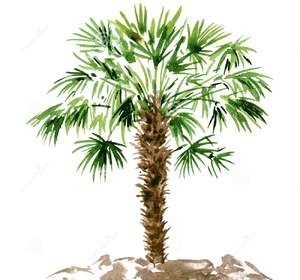 Пальма перистая