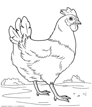 Курица нарисованная