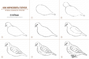 Способ нарисовать птицу